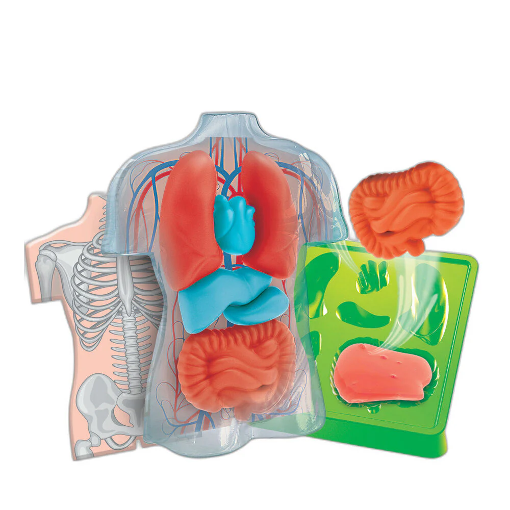 Kit Anatomia Squishy Organs - Image 2
